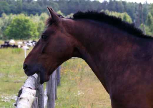 Picture for category Equine Behavioral Equipment 